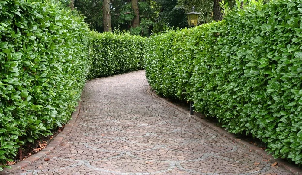 Walkway & hedge lines